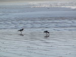 SX01554 Two Oystercatchers on Tramore beach [Haematopus Ostralegus].jpg